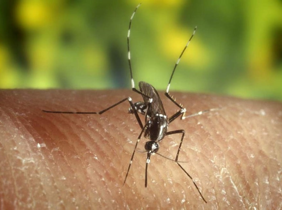 на Кубани обнаружили опасных комаров 