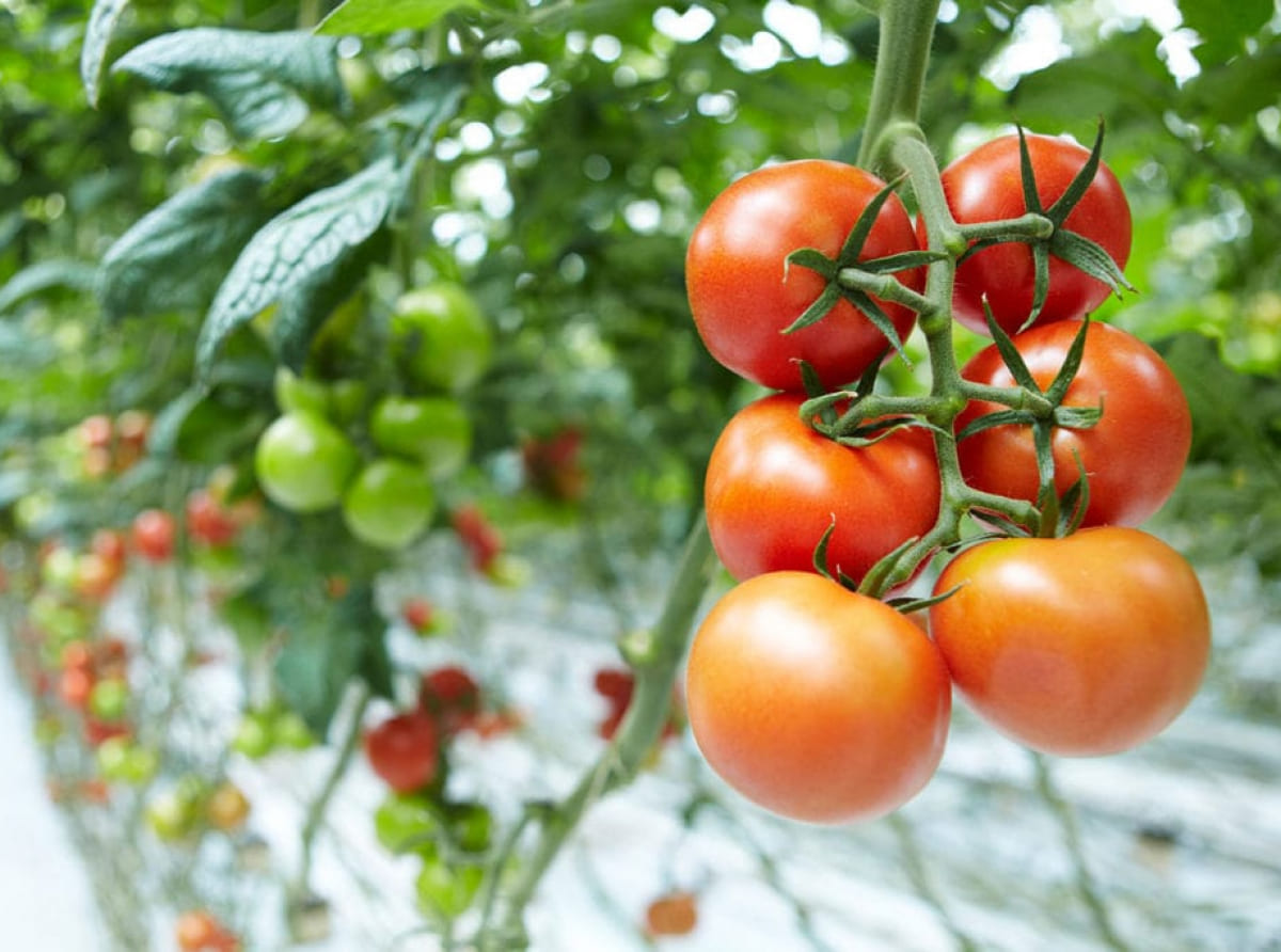 В Краснодарском крае увеличилось производство тепличных овощей