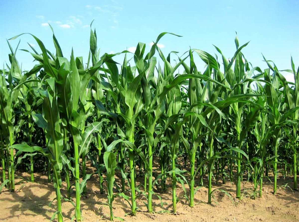 На Кубани проведут испытания инновационных биопрепаратов для сельского хозяйства