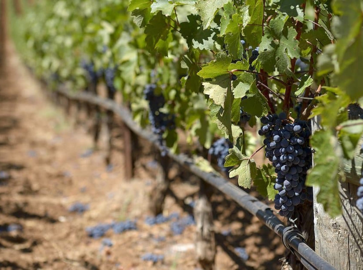 Уборка нового урожая винограда на Кубани начнется в августе