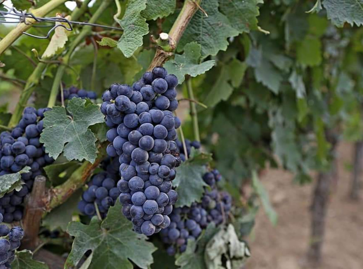 Подсчитаны возможные потери урожая винограда в Краснодарском крае
