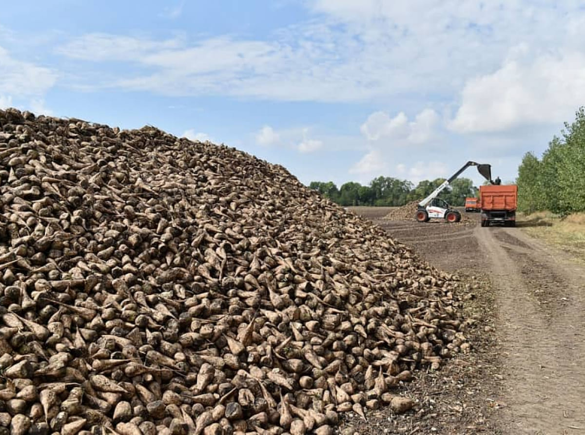 На Кубани собрали первый миллион тонн сахарной свеклы