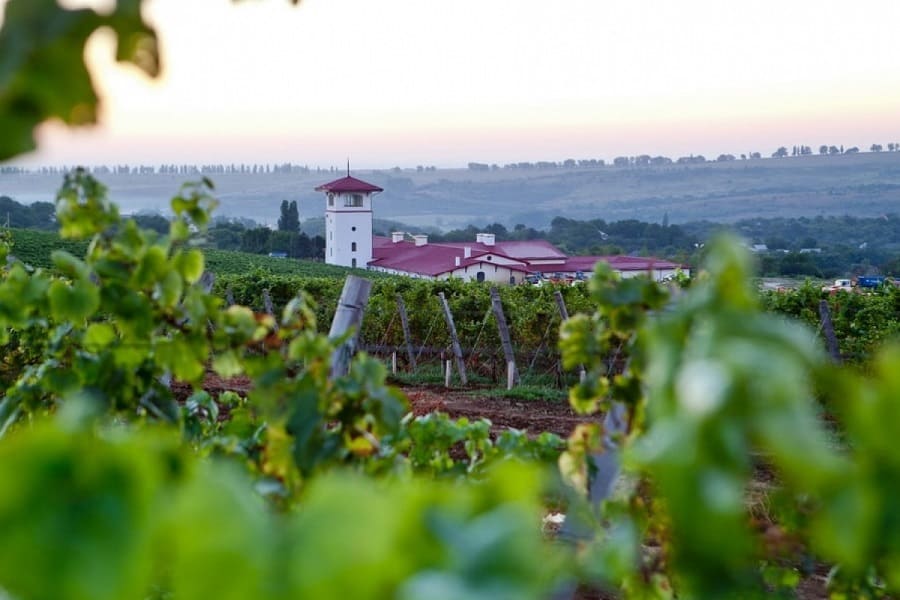 Производители винодельческой продукции из Краснодарского края попали в список лучших мировых производителей 